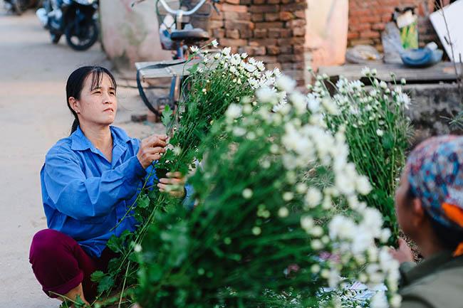 Cúc họa mi chớm nở phủ sắc trắng tinh khôi gọi đông về-6