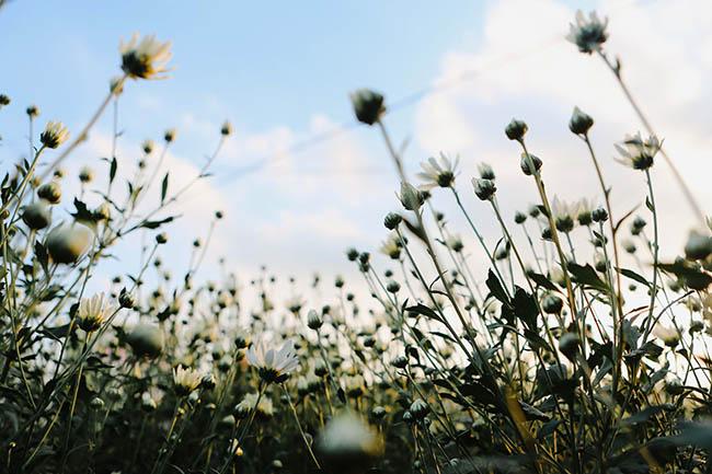 Cúc họa mi chớm nở phủ sắc trắng tinh khôi gọi đông về-9