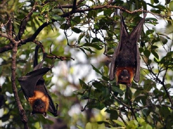 Ẩm thực miền Tây: Lạ miệng với ổi dồn thịt chiên giòn-2