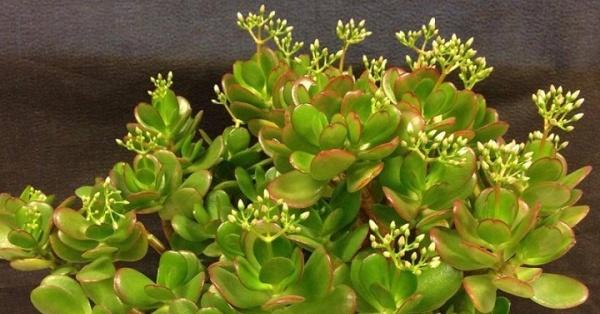 7 mẹo phong thủy dịp cuối năm khiến TÀI LỘC ùa về, gõ cửa ầm ầm-2