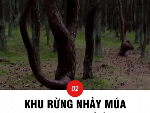 Khu rừng nhảy múa và những bí ẩn tự nhiên chưa có giải đáp