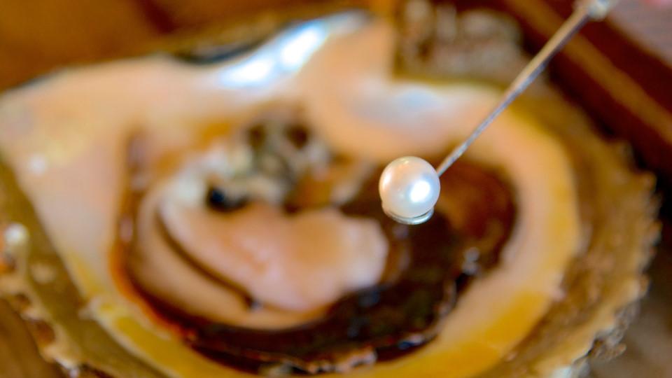 Lần theo dấu chân khủng long và trải nghiệm hấp dẫn khi đến Australia-1