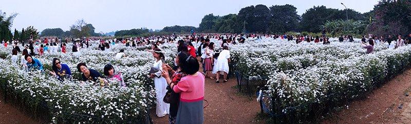 Vườn cúc họa mi thất thủ vì quý cô Hà thành làm điều này-1