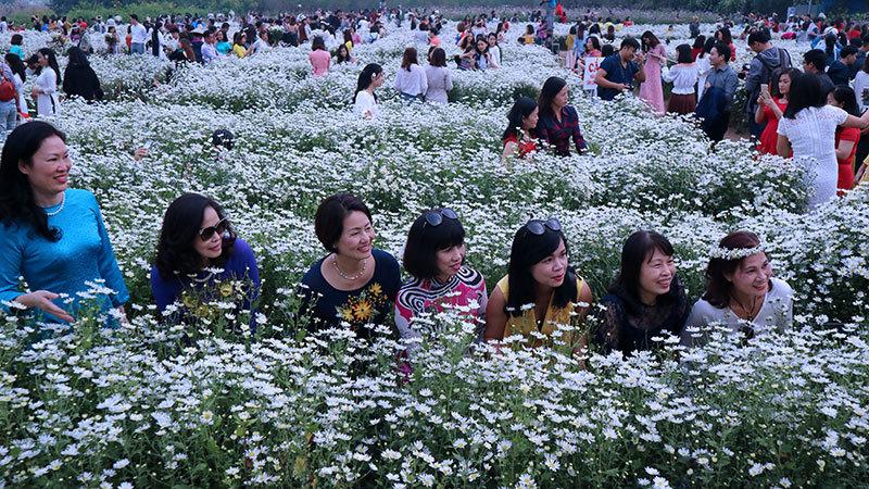 Vườn cúc họa mi thất thủ vì quý cô Hà thành làm điều này-2