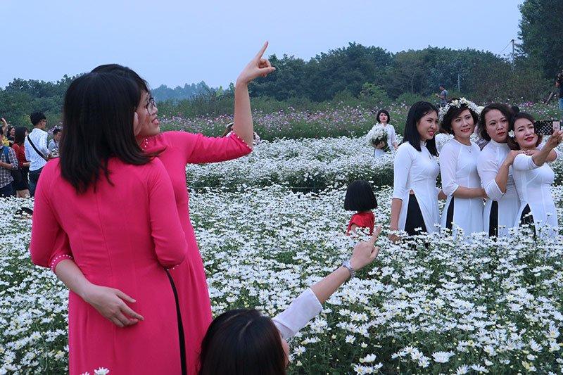 Vườn cúc họa mi thất thủ vì quý cô Hà thành làm điều này-4