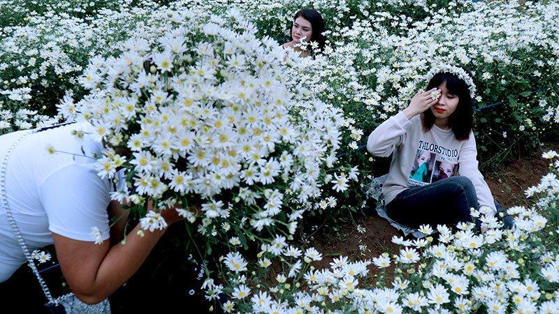 Vườn cúc họa mi thất thủ vì quý cô Hà thành làm điều này-11