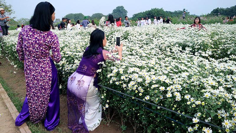 Vườn cúc họa mi thất thủ vì quý cô Hà thành làm điều này-14