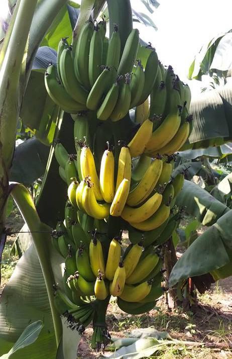 Hà Nội: Hàng nghìn buồng chuối nghi bị phun thuốc ép chín-2