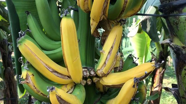 Hà Nội: Hàng nghìn buồng chuối nghi bị phun thuốc ép chín-3