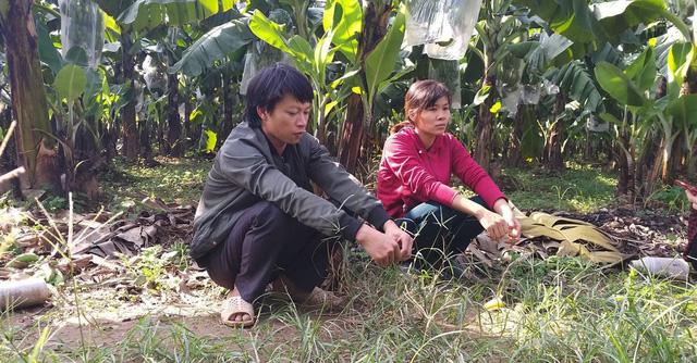 Hà Nội: Hàng nghìn buồng chuối nghi bị phun thuốc ép chín-4