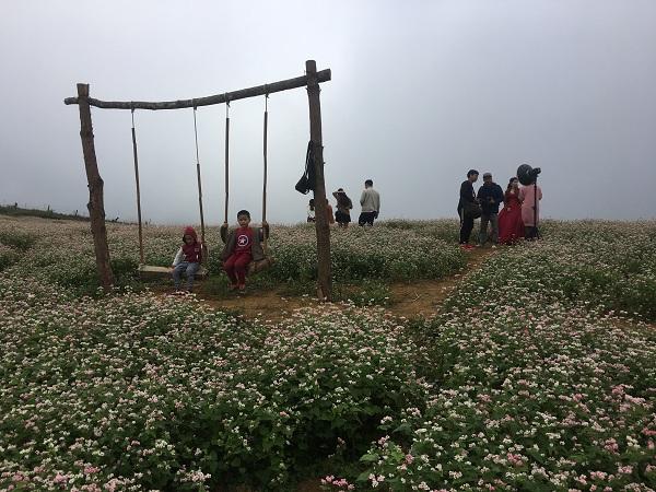 Mê mẩn ngắm đồi hoa tam giác mạch trên cao nguyên Mộc Châu lộng gió-2