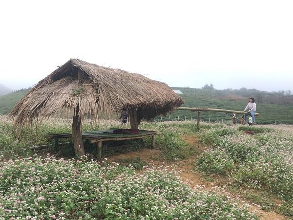 Mê mẩn ngắm đồi hoa tam giác mạch trên cao nguyên Mộc Châu lộng gió-5