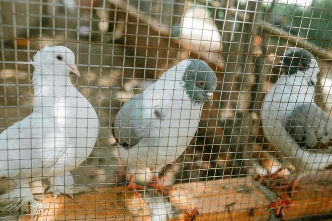 Homestay mới cho giới trẻ ở Ninh Thuận-7