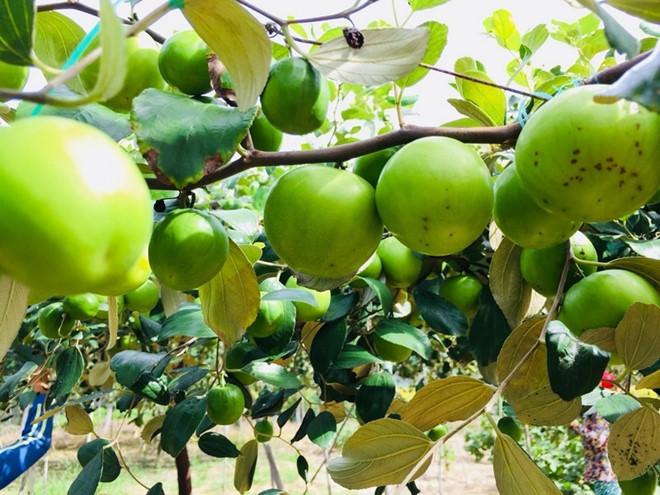 Homestay mới cho giới trẻ ở Ninh Thuận-10