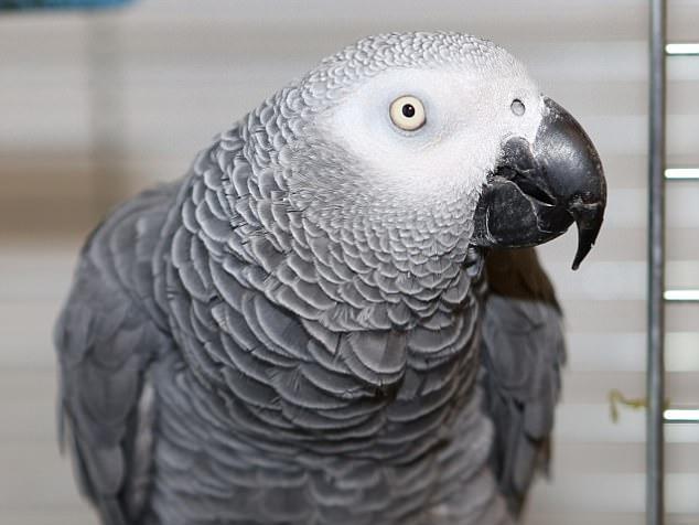 Người đàn ông ném vỏ chai bia khiến kẻ trộm xăng tử vong-3