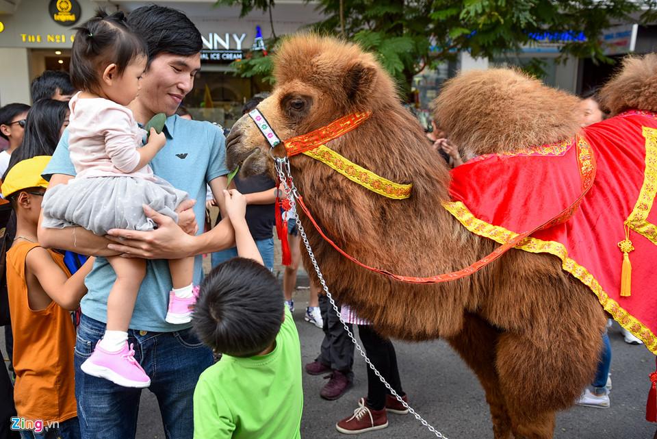 Lạc đà xuất hiện trên phố đi bộ hồ Gươm-4