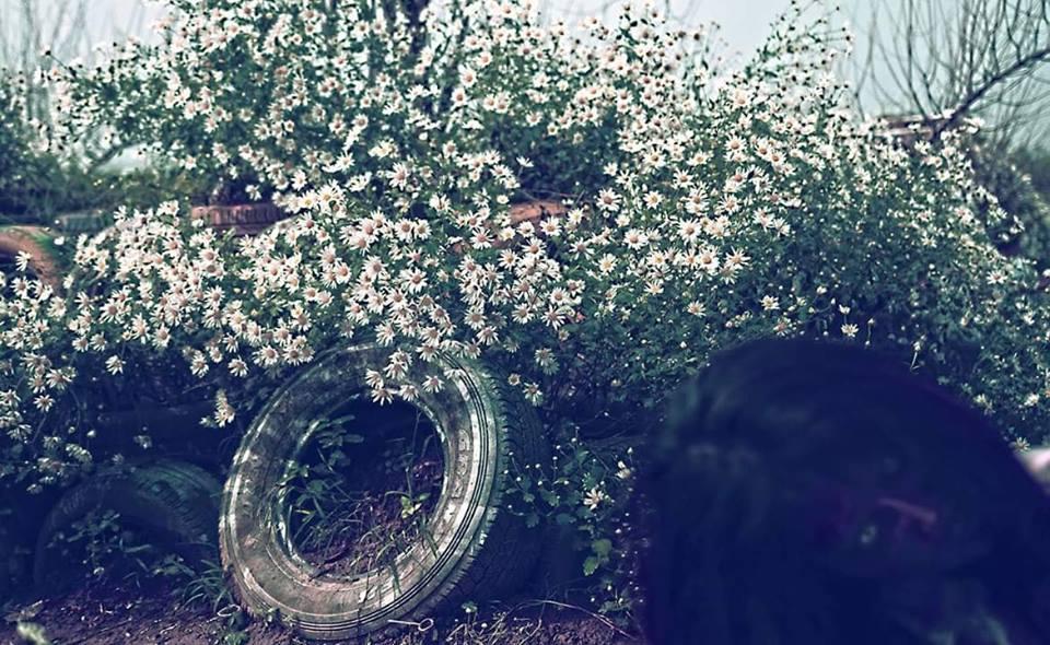 Xác sá»ng váºt vá» giữa vưá»n cúc há»a mi, Äá» ai không sá»c táºn óc khi xem loạt khoảnh khắc nà y-5