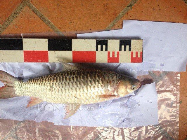 Vén màn bí ẩn về loài cá lạ: Hễ cứ ăn vào là say như uống rượu-1