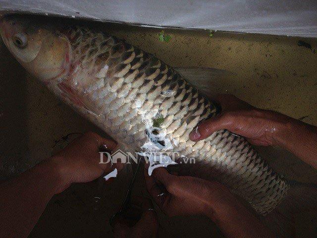 Loài thủy quái xuất hiện ở Việt Nam khiến người dân khiếp sợ-5