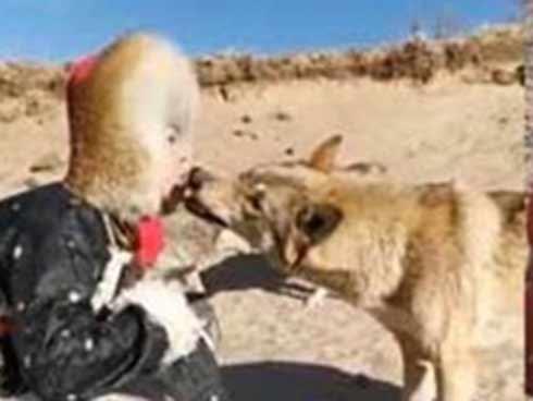 Cô gái trẻ dọa bạn trai chạy mất dép vì nuôi sói