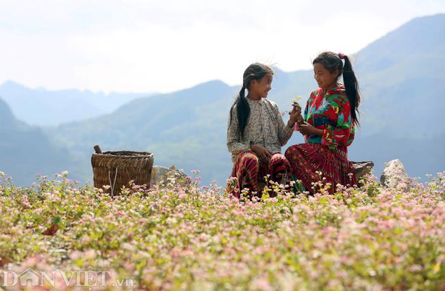 Ảnh: Mê mẩn những đồi hoa tam giác mạch ở Hà Giang-3