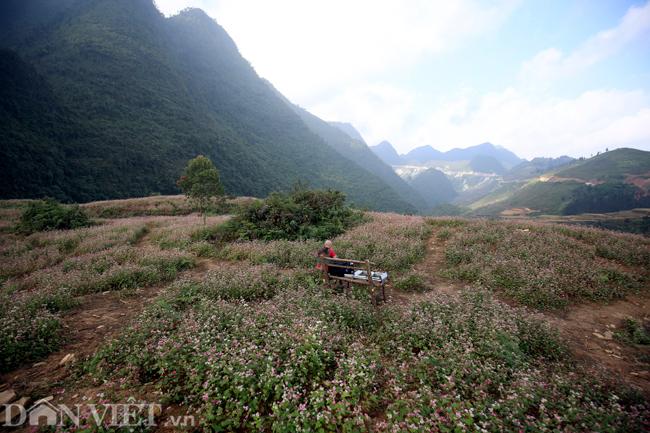 Ảnh: Mê mẩn những đồi hoa tam giác mạch ở Hà Giang-1