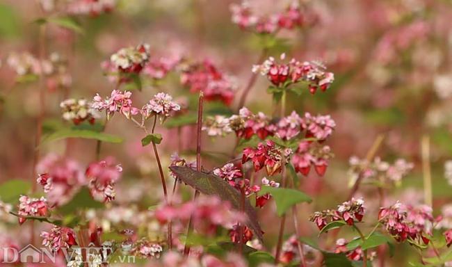 Ảnh: Mê mẩn những đồi hoa tam giác mạch ở Hà Giang-4