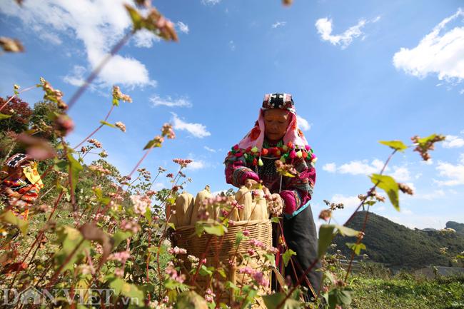 Ảnh: Mê mẩn những đồi hoa tam giác mạch ở Hà Giang-9