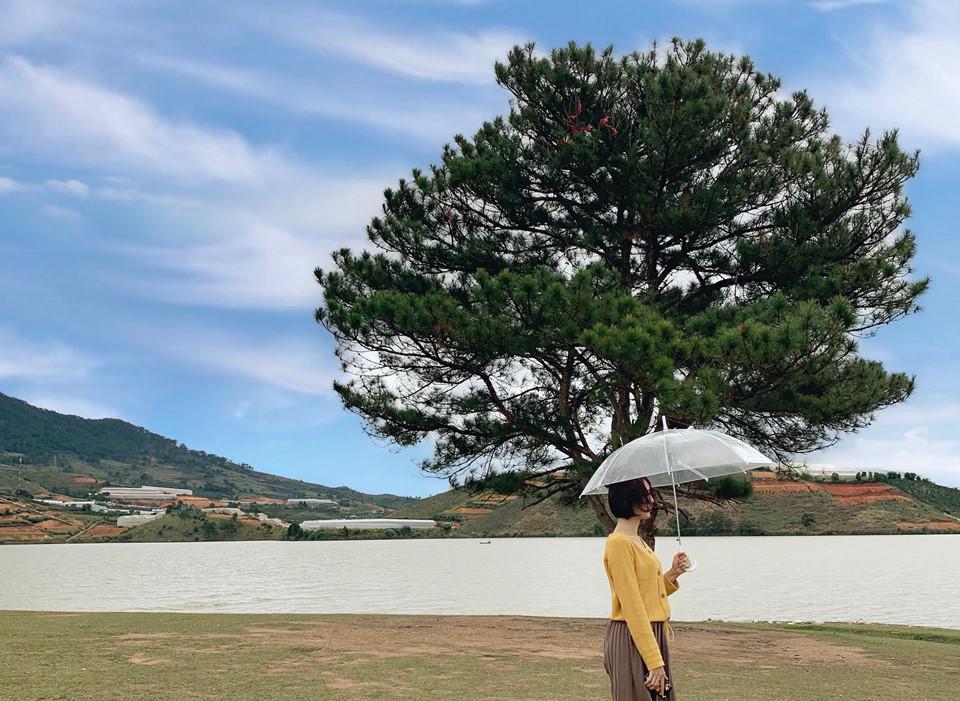 10 cây cô đơn sống ảo giới trẻ Việt Nam thường xuyên check-in-1