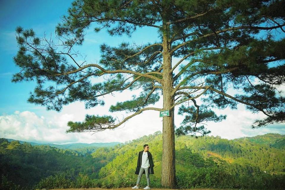 10 cây cô đơn sống ảo giới trẻ Việt Nam thường xuyên check-in-2