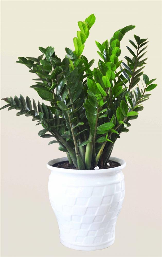 Chớ dại mà để cây này trong nhà kẻo rước bệnh cho cả gia đình, chết lúc nào chẳng hay-1