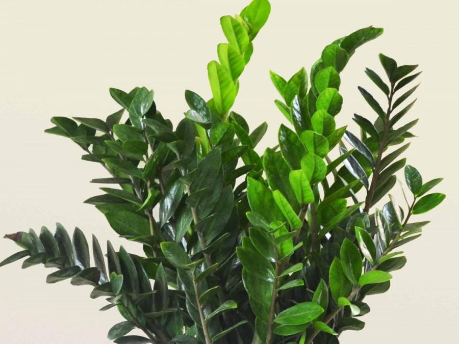 4 loại cây người mệnh Hỏa nên trồng trong nhà để tài lộc dồi dào, cả năm may mắn-7