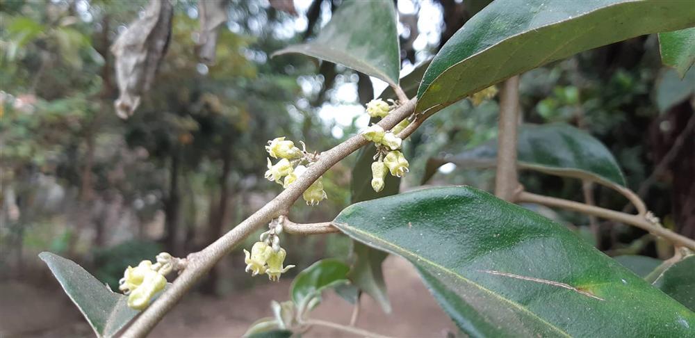 Lạc lối trong những sắc hoa dại trên cao nguyên Mộc Châu-5