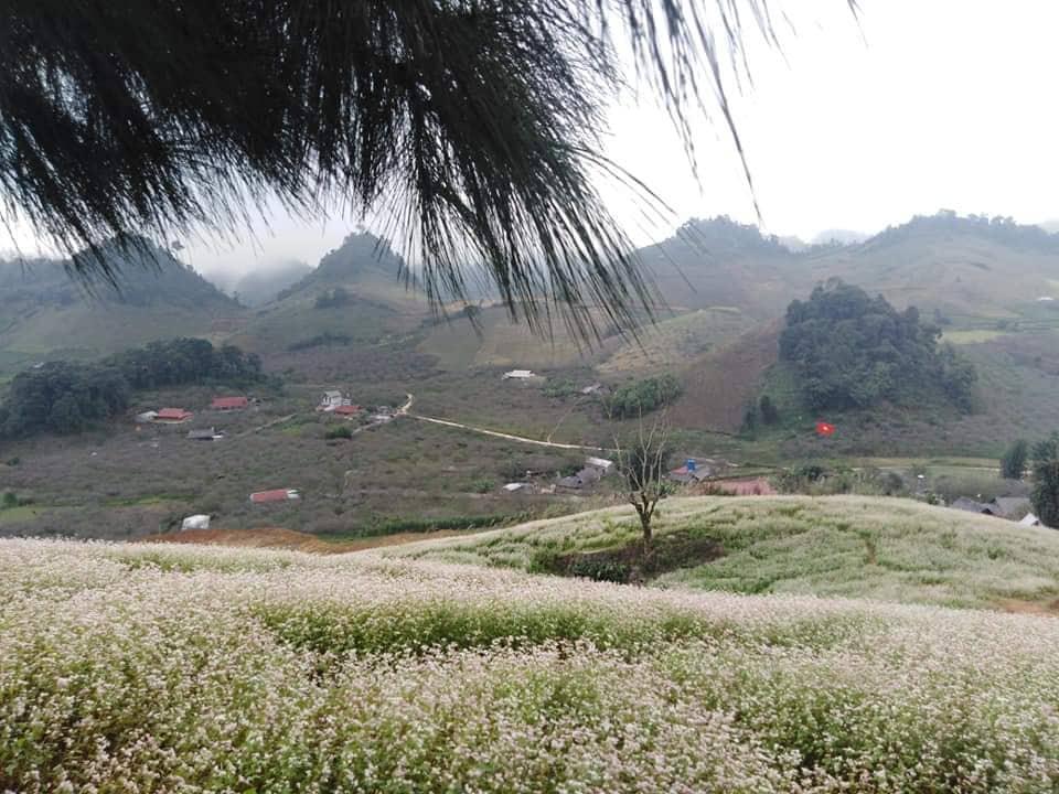 Lạc lối trong những sắc hoa dại trên cao nguyên Mộc Châu-7