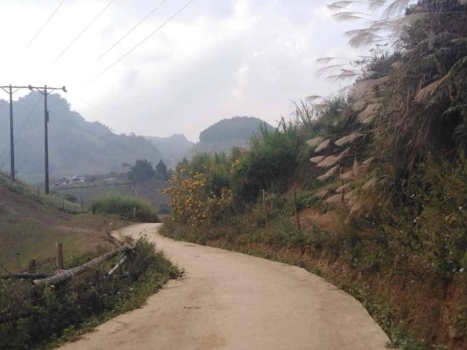 Lạc lối trong những sắc hoa dại trên cao nguyên Mộc Châu-9