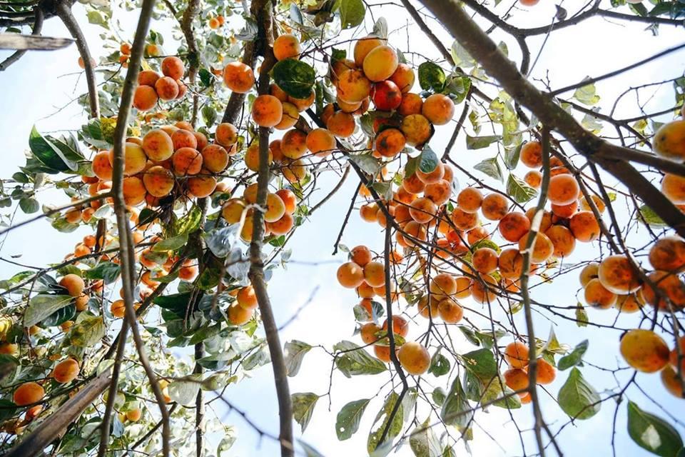 Lạc lối trong những sắc hoa dại trên cao nguyên Mộc Châu-8