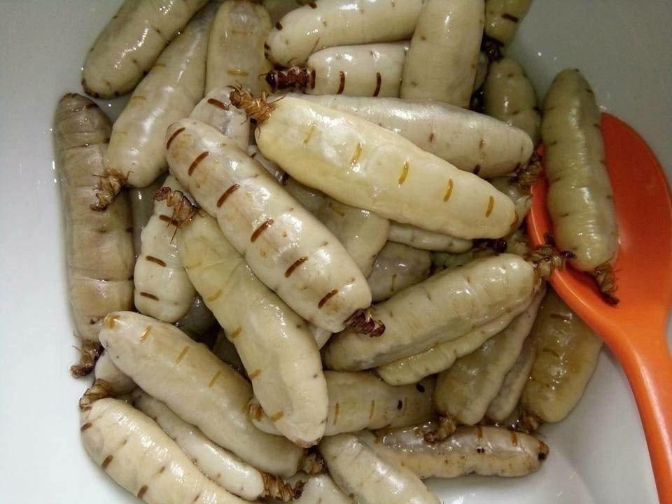 Côn trùng chúa đáng sợ: Thần dược, dân Hà thành săn ngâm rượu tẩm bổ-1