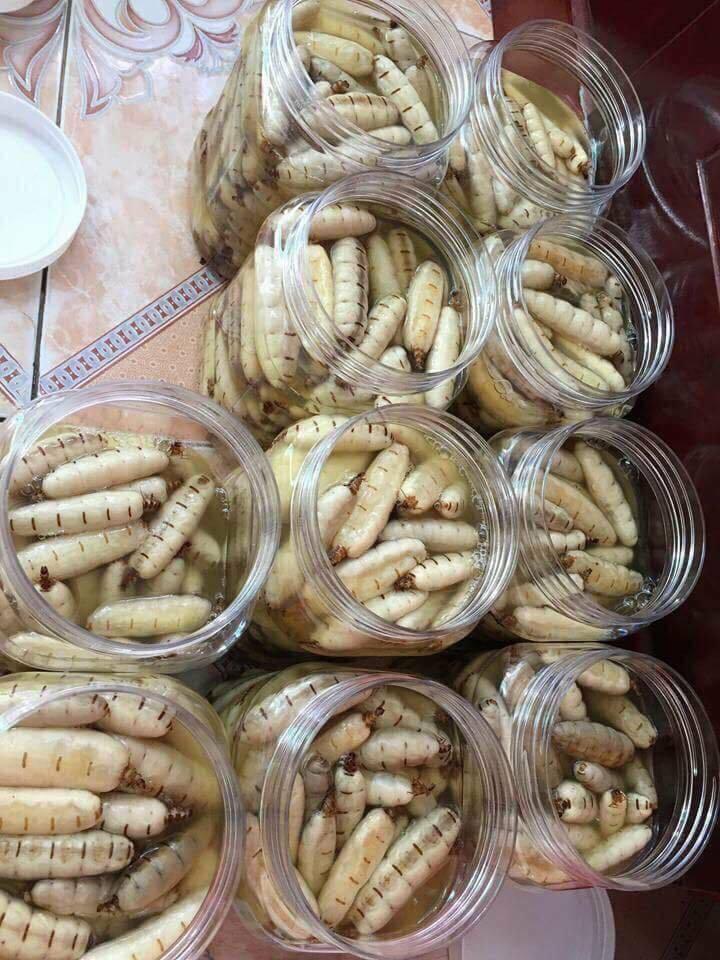 Côn trùng chúa đáng sợ: Thần dược, dân Hà thành săn ngâm rượu tẩm bổ-2