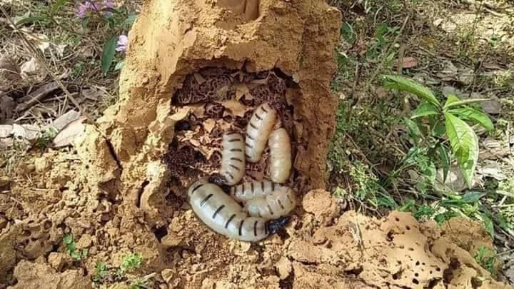 Côn trùng chúa đáng sợ: Thần dược, dân Hà thành săn ngâm rượu tẩm bổ-3