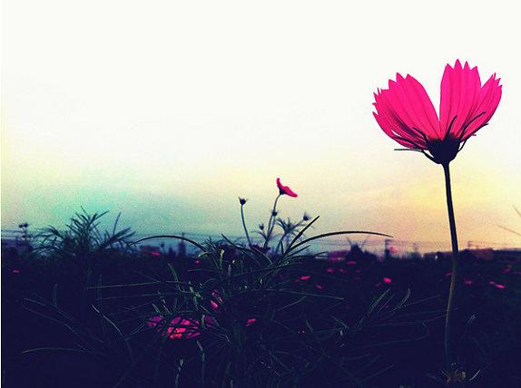 Tử vi thứ 5 ngày 23/11/2017 của 12 cung hoàng đạo-1