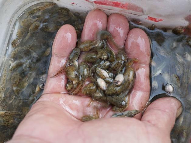 Món thịt thối đặc sản lúc nhúc giòi ở vùng núi Sơn La-4