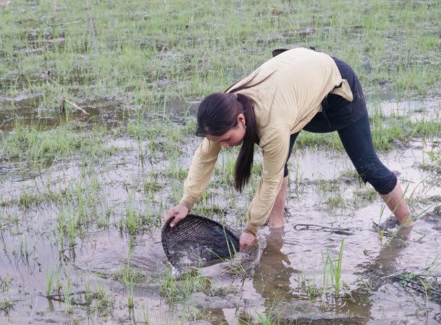 Vớt con nòng nọc đáng sợ để ăn: Đặc sản bổ dưỡng nhìn không dám nuốt-1