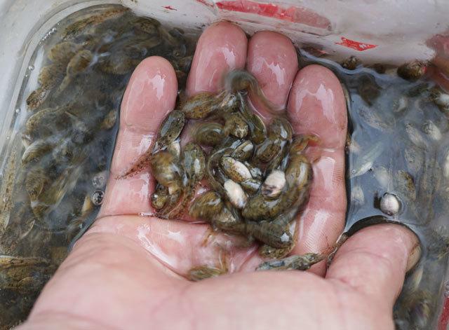 Vớt con nòng nọc đáng sợ để ăn: Đặc sản bổ dưỡng nhìn không dám nuốt-2