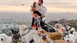 Cô gái hạnh phúc nhất thế giới, được cầu hôn với 16 chú chó bên cạnh