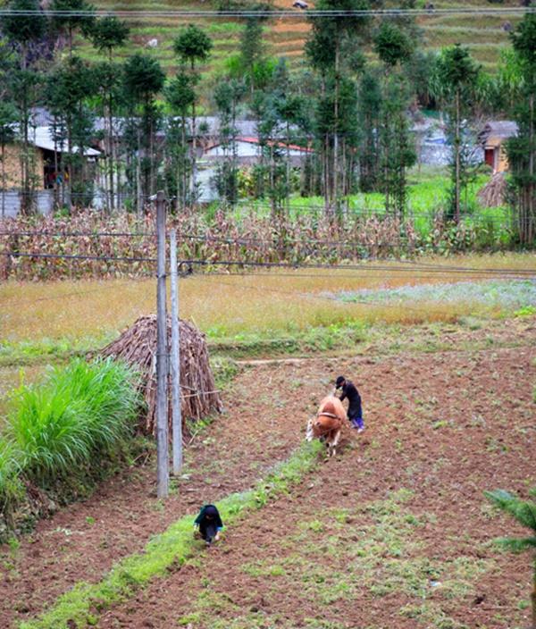 Nơi ấy có nhà của Pao...-2