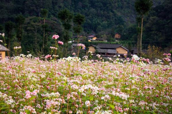 Nơi ấy có nhà của Pao...-7