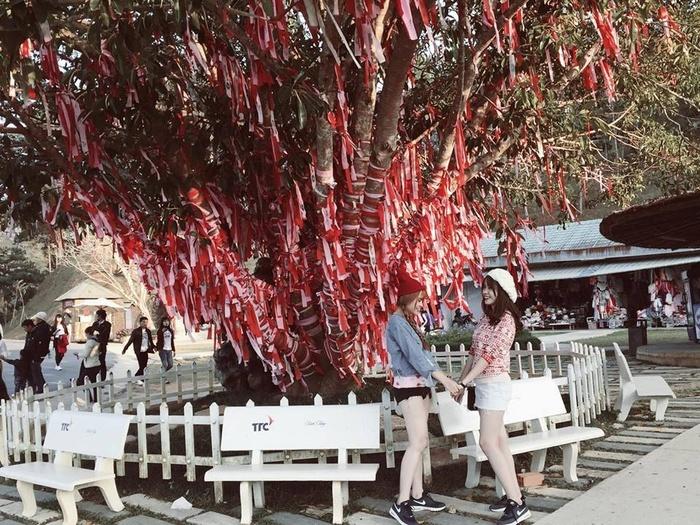 Lại có thêm một cây cầu tình yêu màu tím làm lịm tim biết bao du khách ở Đà Lạt-7