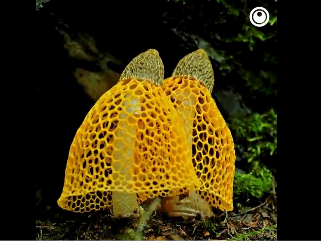 Loại nấm giống như ngón tay người, cực độc không ai dám đụng vào-5