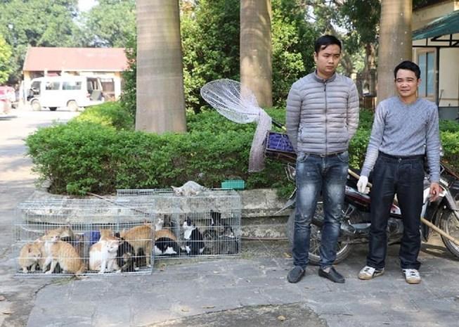 Hình sự mật phục bắt nhóm chuyên trộm mèo-1
