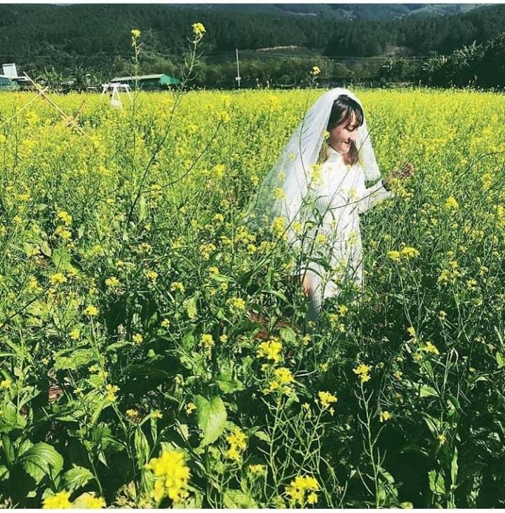 Lùng ra địa chỉ 9 loài hoa hot ở Đà Lạt hội sống ảo nhất định phải check-in-8